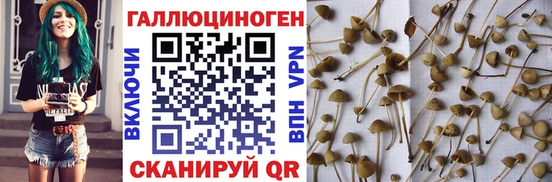 Псилоцибиновые грибы Cubensis  Чкаловск 